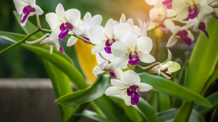 Obraz na płótnie Canvas white with purple orchid flower