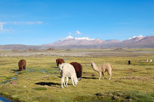 Alpaca in the Andes of Chile