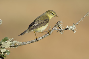 Warbler, (Phylloscopus trochilus), perched on a branch on a yell