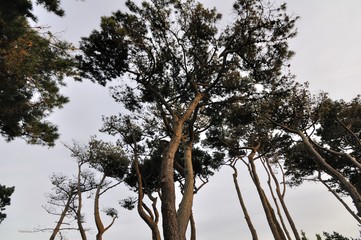 Pins vus depuis le sol