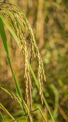 Spikelet of rice in the field