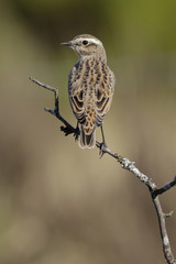 Birds - Whinchat (Saxicola rubetra) female