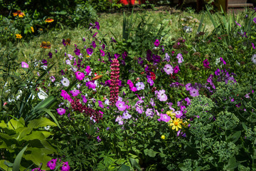 Flowers in the garden