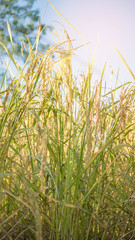 Spikelet of rice in the field