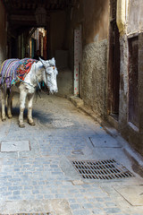 horse in morocco 