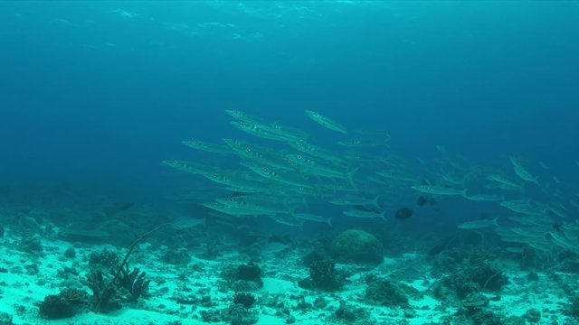 School of Barracudas swims in a light current on a coral reef. 4k footage