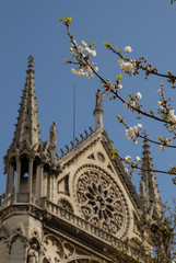 Notre Dame Cathedral in spring 
