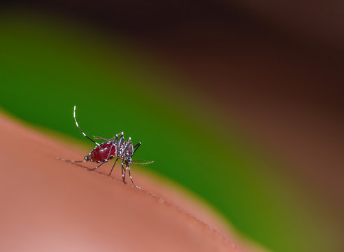 Mosquito eating some blood.