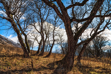 Beautiful sunny scenic landscape of bare autumn trees with blue sky