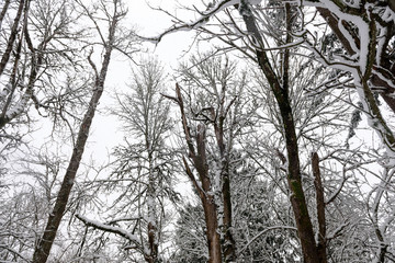 A view of SE Portland Oregon in Historic Snow storm in 2017