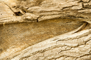 Texture, background. bark of tree. Poplar bark.