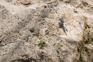 libelle auf Fels 