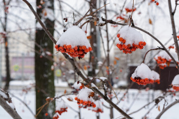 The image with the bright red Rowan berries under the snow