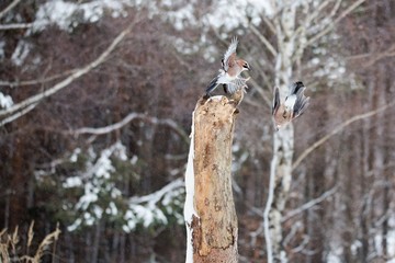 Eurasian jay - Garrulus glandarius, two birds flying in the forest. Aerial combat two birds. Action scenes wildlife. 