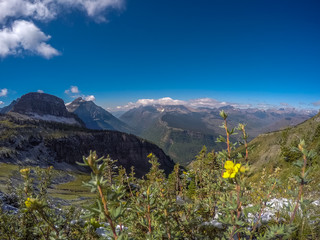 Flowers, Mountains and Vistas