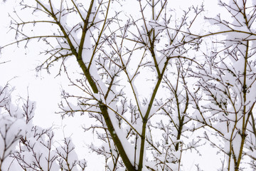 Fototapeta premium A view of SE Portland Oregon in Historic Snow storm in 2017