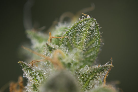 Macro detail of cannabis bud (mangolope marijuana strain) with v