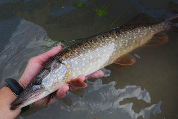 Obraz premium pike in hand