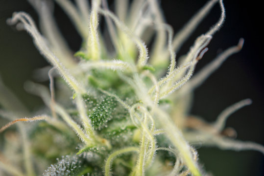 macro detail of cannabis bud (black russian marijuana strain) wi
