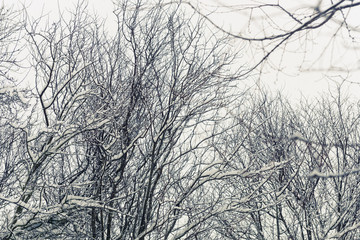 Obraz premium A view of SE Portland Oregon in Historic Snow storm in 2017