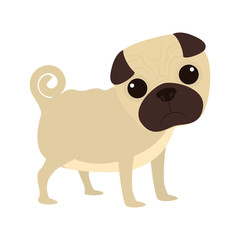 cartoon cute pug dog icon over white background. coloful design. vector illustration