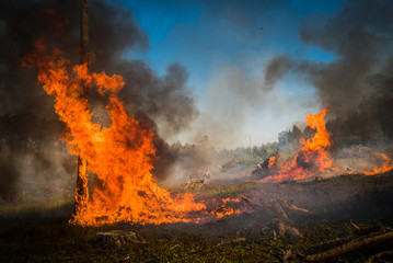 Forest fire. Firefighters in action.