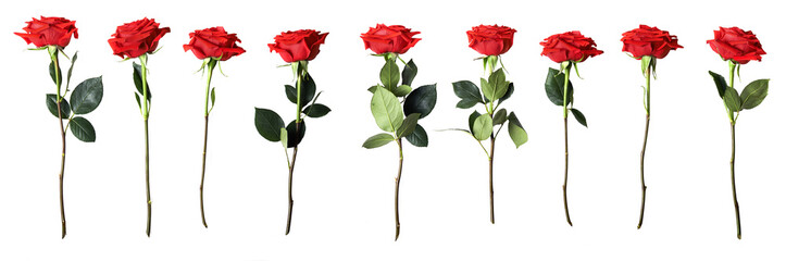 red roses on white backgroud