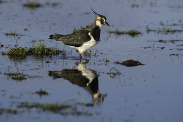 Lapwing / Peewit on wetland