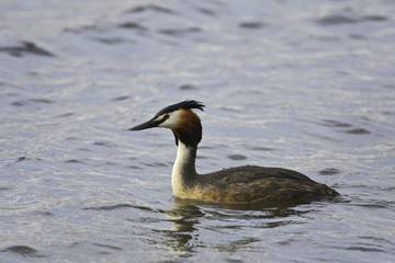  Great crested grebe