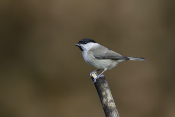 marsh tit