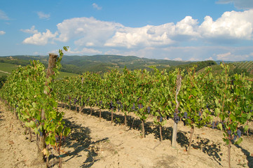 Fototapeta na wymiar Grapevine in the Tuscany