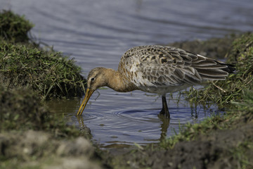 Black-tailed godwit