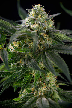Cannabis flower detail (mangolope marijuana strain) with leaves
