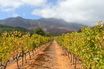 Fototapeta na wymiar Vineyard in the outskirts of Cape Town