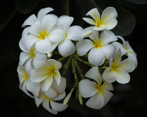 Bokeh Flowers