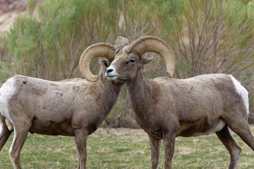 Obraz na płótnie Canvas Pair of Desert Bighorn Sheep Rams