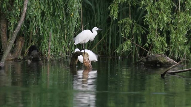 Egret in the lake of Rieti Reserve in Italy