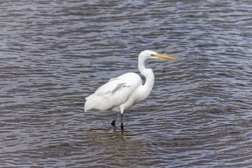 Great Egret With Neck Coiled at Lake Mead