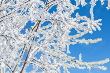 Fototapeta na wymiar White hoarfrost on the branches against the blue sky, macro