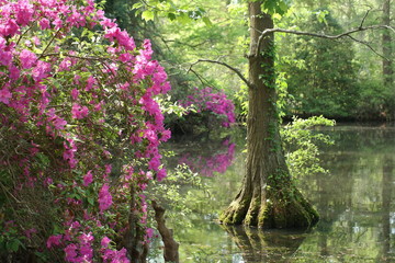 Azaleas growing on bank of flooded Southern cypress swamp