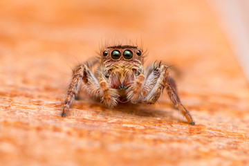 Small and tiny white and brownish jumping spider (Carrhotus sp.) crawling on the brown table isolated with soft and brown background