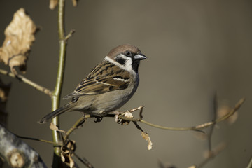 treesparrow