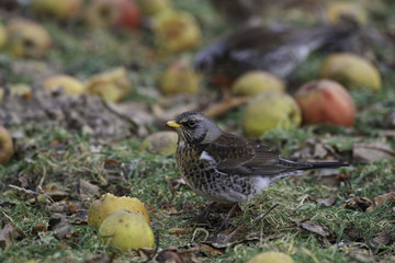 fieldfare eating apples