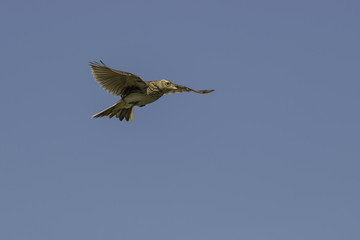 singing skylark