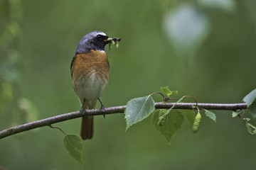 redstart, male with insects