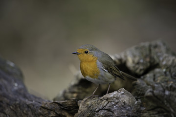 Robin sitting on a root