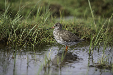 Common redshank in water
