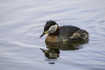 Red-necked grebe