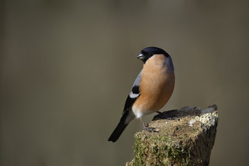 bullfinch