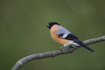 bullfinch
